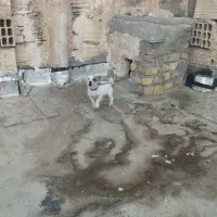 توله ۳ ماهه جیبی ماده|سگ|نیشابور, مدرس|دیوار