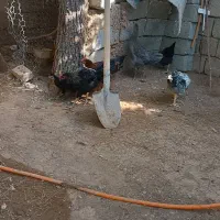 فروش ۵عدد مرغ و خروس و دوتا اردک و یدونه جوجه لاری|حیوانات مزرعه|پیرانشهر, |دیوار