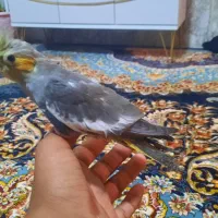 جوجه عروس هلندی جوجه نرمه خور معاوضه