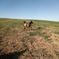 اسب|اسب و تجهیزات اسبسواری|همدان, |دیوار