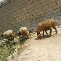 ۳عدرائس گوسفند یک عدد دجیجه ماده درجه ۱|حیوانات مزرعه|اهواز, غیزانیه|دیوار