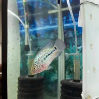 فلاور کامفا جوجه|ماهی|تهران, سنگلج (شاپور)|دیوار