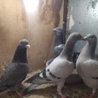 جوجه المانی|پرنده|مشهد, ایثار|دیوار