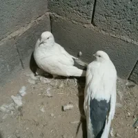 کبوتر دم سبز، دم سیاه،دم سرخ