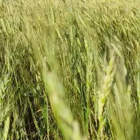 فروش زمین کشاورزی دیم درروستای حصاراسلمرز|فروش زمین و ملک کلنگی|سنندج, |دیوار