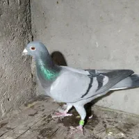 مسافتی نامبروان|پرنده|دزفول, |دیوار