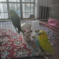 مرغ عشق معاوضه با مینا|پرنده|تربت‌حیدریه, کلاته توکلی|دیوار