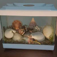 آکواریوم همراه با گوش ماهی و تزئینات آب شور|ماهی|شاهینشهر, حافظ جنوبی|دیوار