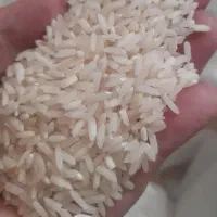 برنج هاشمی درجه یک به شرط پخت روغن کره گاویی شمال