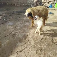 میش و بره|حیوانات مزرعه|زاگرس, |دیوار
