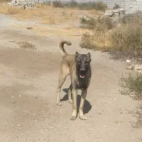 سگ سراب