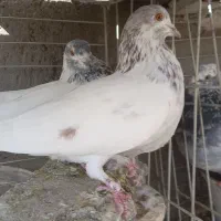 کبوتر پرشی|پرنده|حمیدیا, |دیوار