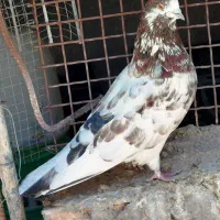 کبوتر پرشی|پرنده|سیرجان, |دیوار