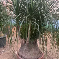 لیندا غول پیکر ۴/۵۰۰|گل و گیاه طبیعی|محمودآباد, |دیوار