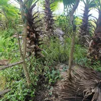 برگ نو(پایه پیوند)|گل و گیاه طبیعی|چابکسر, |دیوار