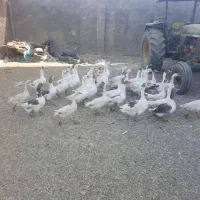 غاز نر ماده مولد جوان