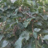 توت خشک امسال