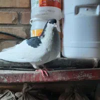 کبوتر شیرازی