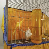 قناری پرتقالی بزرگ بسیار سالم نرباقفس|پرنده|ساوه, |دیوار