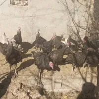 جوجه بوقلمون|حیوانات مزرعه|نیشابور, ریوند|دیوار