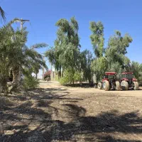 برش خرید.فروش.انواع درخت