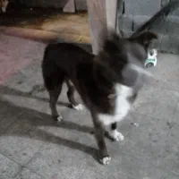 فروش سگ هاسکی|سگ|شاندرمن, |دیوار