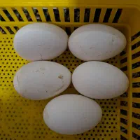 تخم قوغاز اصیل|حیوانات مزرعه|رشت, لاکان|دیوار