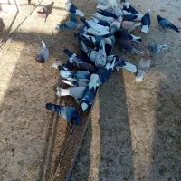 کبوتر کاشانی تهرانی