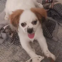 شیتزو مالتیز|سگ|پردیس, فاز ۳|دیوار