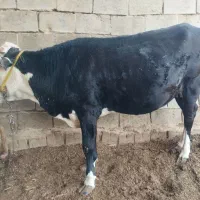 گاو|حیوانات مزرعه|زابل, |دیوار