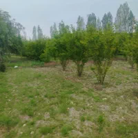 زمین باغ انار 700متری سندتک برگ امتیازآب فنس کشی|فروش زمین و ملک کلنگی|گرگان, |دیوار