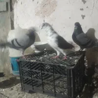 با سلام خدمت عشق بازان|پرنده|ویلکیج, |دیوار