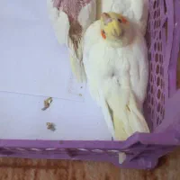 عروس هلندی