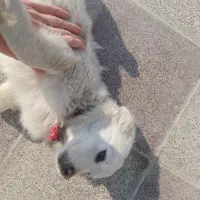 توله اشپیتز پیکینیز|سگ|گرگان, |دیوار