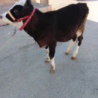 گوساله|حیوانات مزرعه|کلیائی, |دیوار