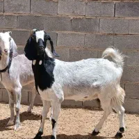 دوعدد بز جوان آبستن سنگین