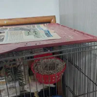 قناری رسمی بلند ورسمی