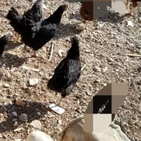 4تا مرغ یک خروس سیاه