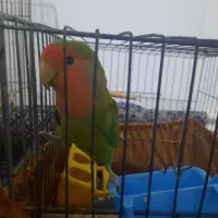 طوطی برزیلی ومرغ مینا