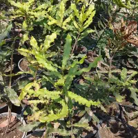 درختچه ماکادمیا