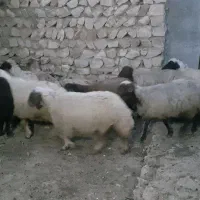 گوسفند