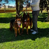 سگ نژاد ژرمن شپرد اصیل