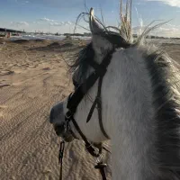 اسب دوسر ع|اسب و تجهیزات اسب‌سواری|یزد, |دیوار