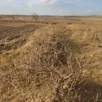 فروش باغ|فروش زمین و ملک کلنگی|صالح آباد, |دیوار