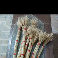 خوشه گندم سنبل هفت سین|گل و گیاه طبیعی|تهران, دروس|دیوار