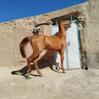 فروش یه جفت اسب|اسب و تجهیزات اسب‌سواری|شیبکوه (فارس), |دیوار