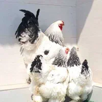 جوجه برهما سوماترا