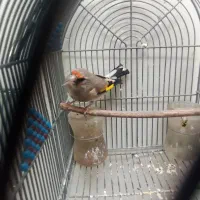 سهره کرمانی