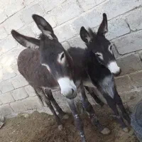 فروش خر گله ایی