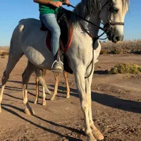 مادیان نیله